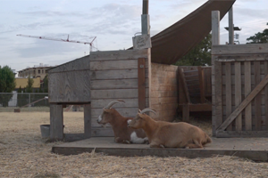 RHYTHMS FROM NEIGHBORHOOD